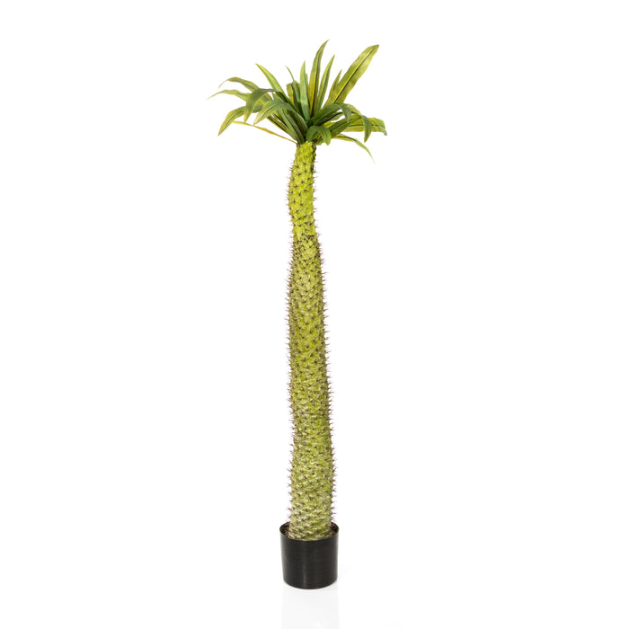 FIRRY Palm Tree