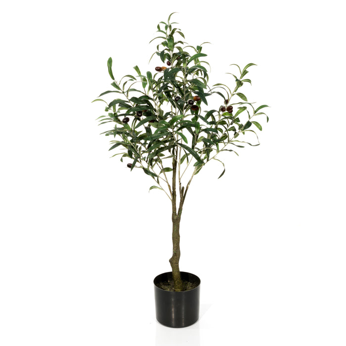 FIRRY Olive Tree - Small